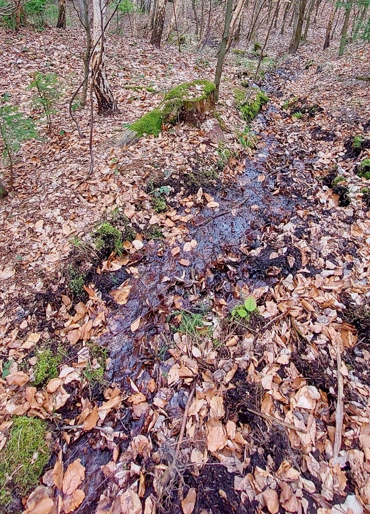 pramen V břízkách (15424)