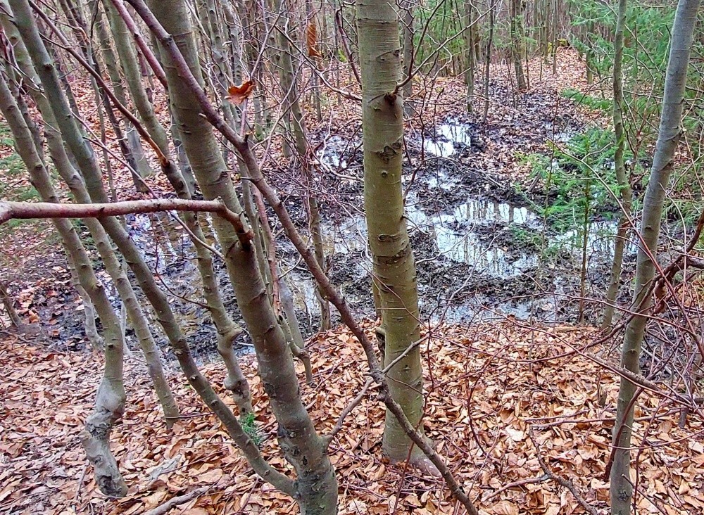 prameniště Dolní Jelenice (15431)