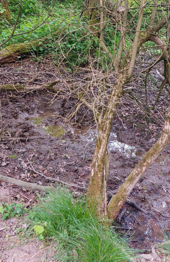 pramen Na rychteckém (15468)