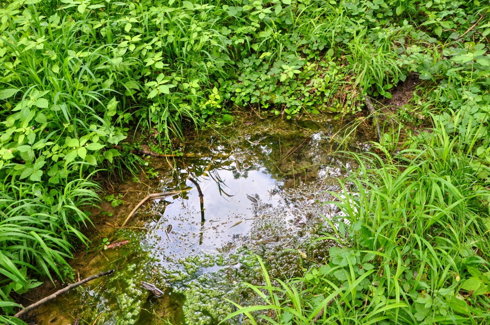 pramen V Poustkách (15490)