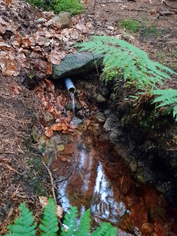 studánka  Pod bukem (15509)