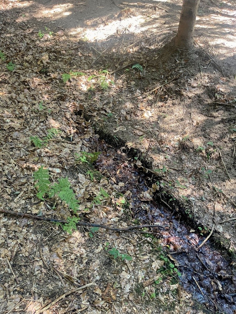 prameniště bez jména (15520)