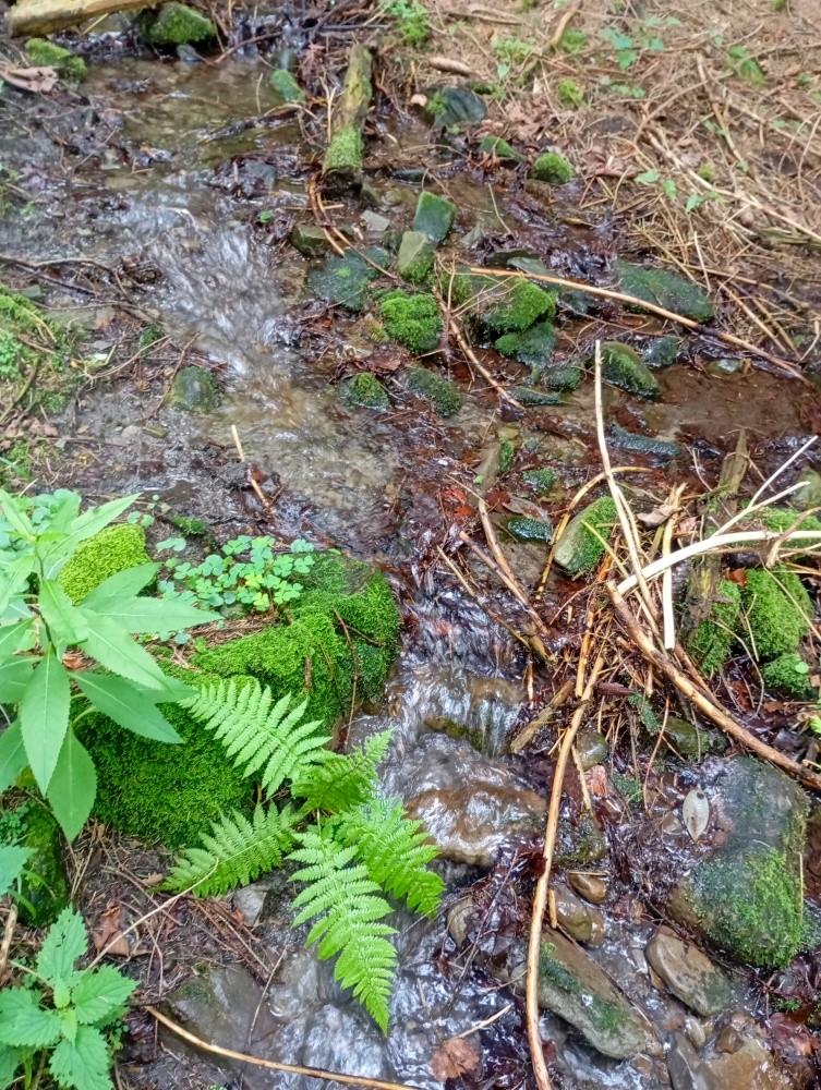 prameniště V zátiší (15537)