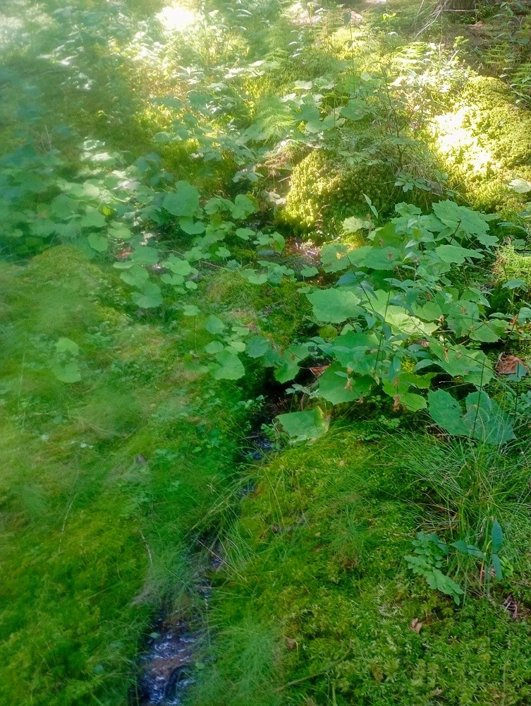 pramen Mechový (15539)