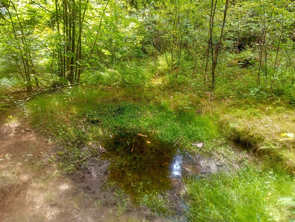 prameniště Borová (15541)