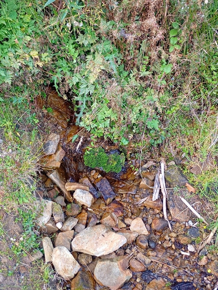 pramen Baletní (15544)