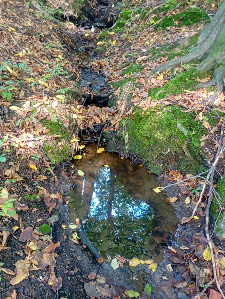 pramen Hruškový (15565)