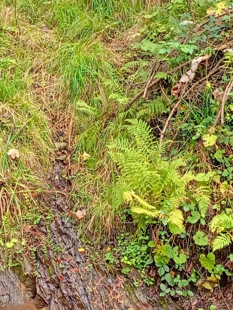 pramen V peřejích (15574)