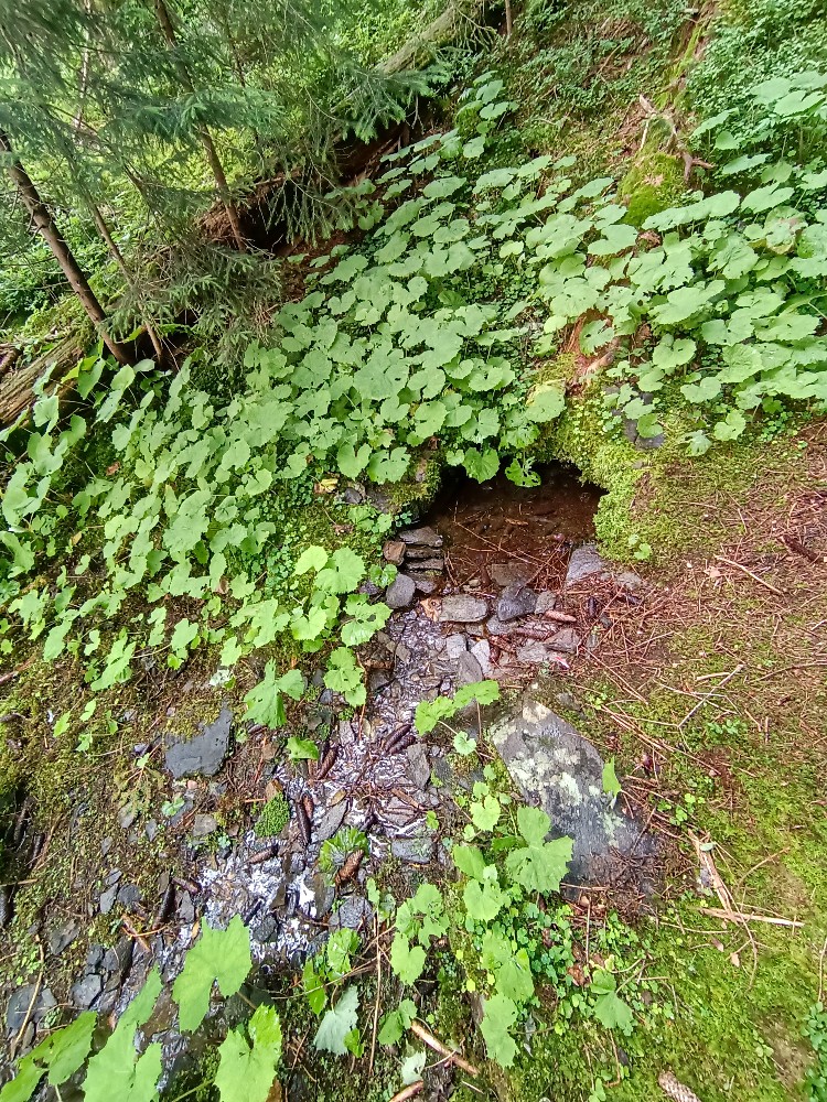 studánka bez jména (15637) - červenec 2024