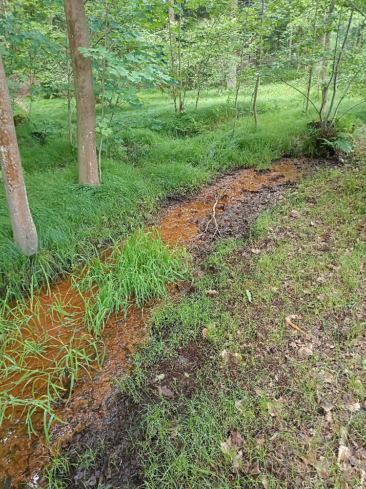 prameniště bez jména (15647) - květen 2024