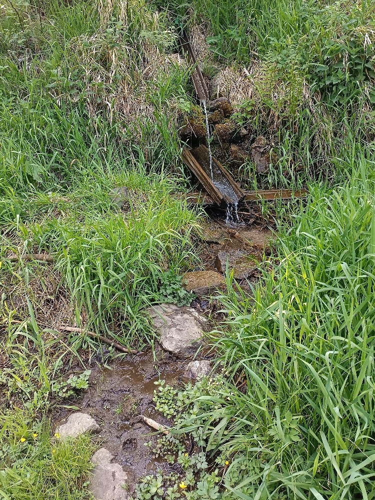 pramen Pod viaduktem (15650) - květen 2024